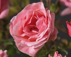 Rosa 'The Queen Elizabeth Rose' - op stam