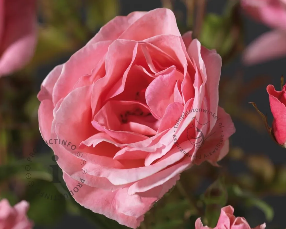 Rosa 'The Queen Elizabeth Rose' - op stam