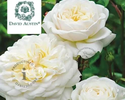 Rosa 'Tranquility'