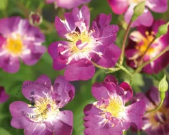Rosa 'Veilchenblau' - op stam