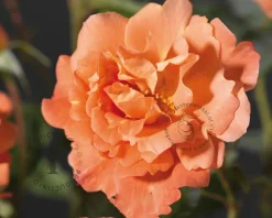 Rosa 'Westerland'