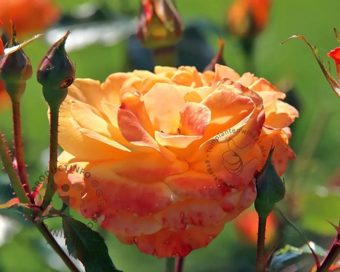 Rosa 'Westzeit'