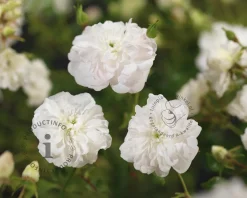 Rosa 'White Dorothy' - op stam