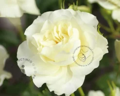 Rosa 'White Meilove' - op stam