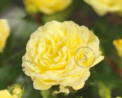 Rosa 'Yellow Meilove' - op stam
