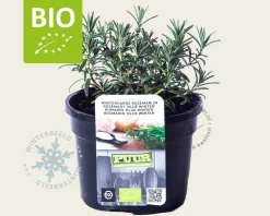 Rosmarinus officinalis 'Blue Winter Puur'