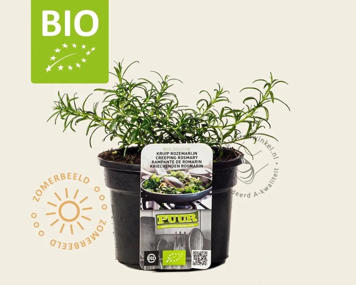 Rosmarinus officinalis 'Capri' Puur
