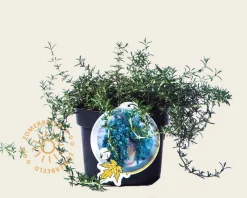 Rosmarinus officinalis 'Capri'