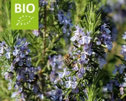 Rosmarinus officinalis Puur