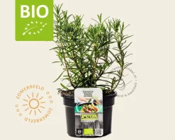 Rosmarinus officinalis Puur