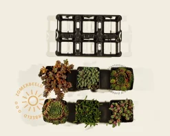 Rotsplanten Alpine Mix - tray 6 stuks
