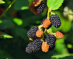 Rubus fruticosus 'Black Satin'