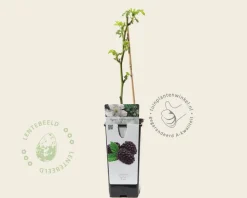 Rubus fruticosus 'Black Satin'
