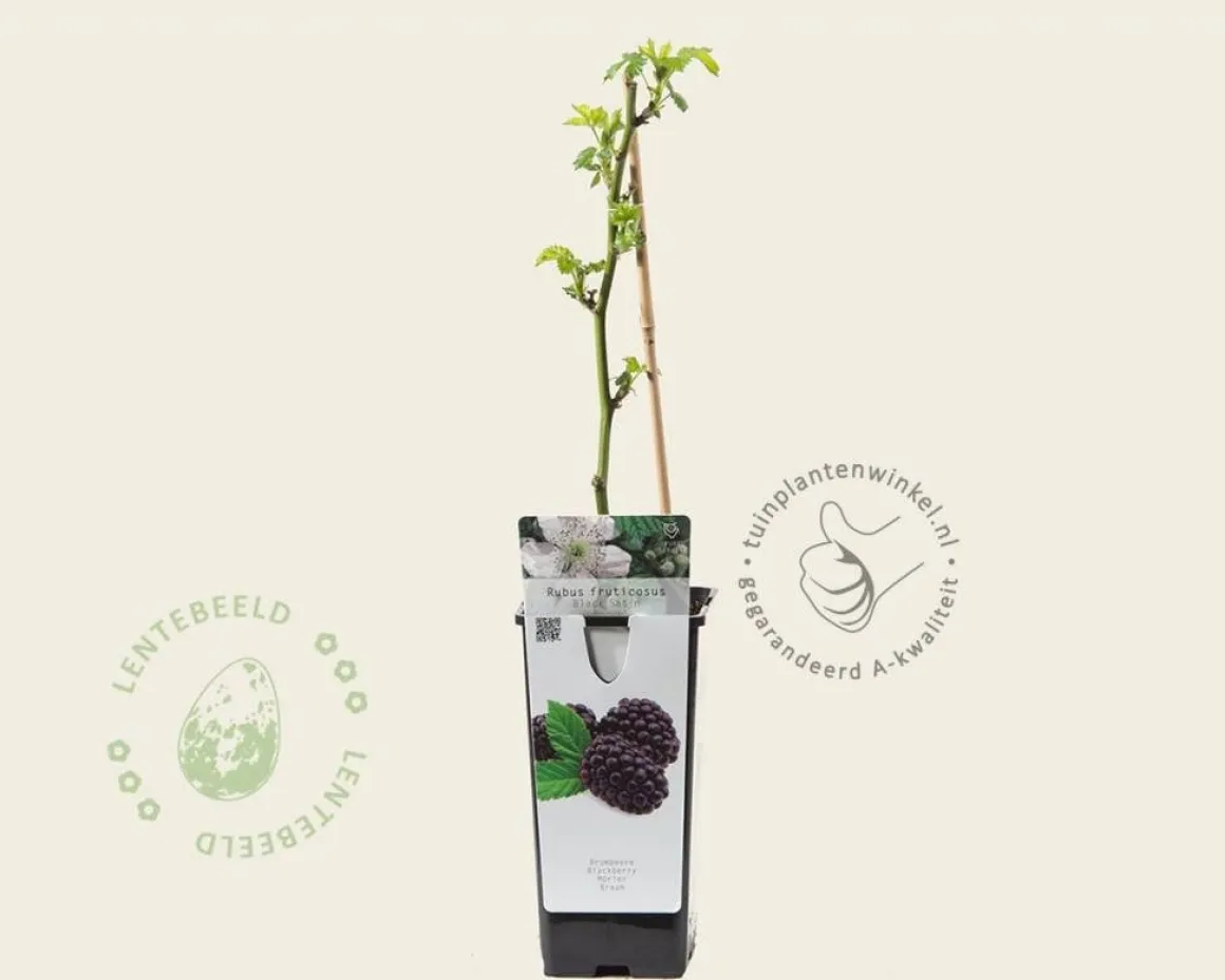 Rubus fruticosus 'Black Satin'