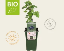 Rubus fruticosus 'Black Satin' - BIO