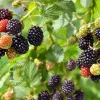 Rubus fruticosus 'Chester Thornless'