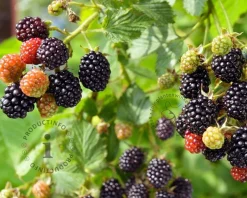Rubus fruticosus 'Chester Thornless'