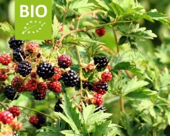 Rubus fruticosus 'Thornless Evergreen' - BIO