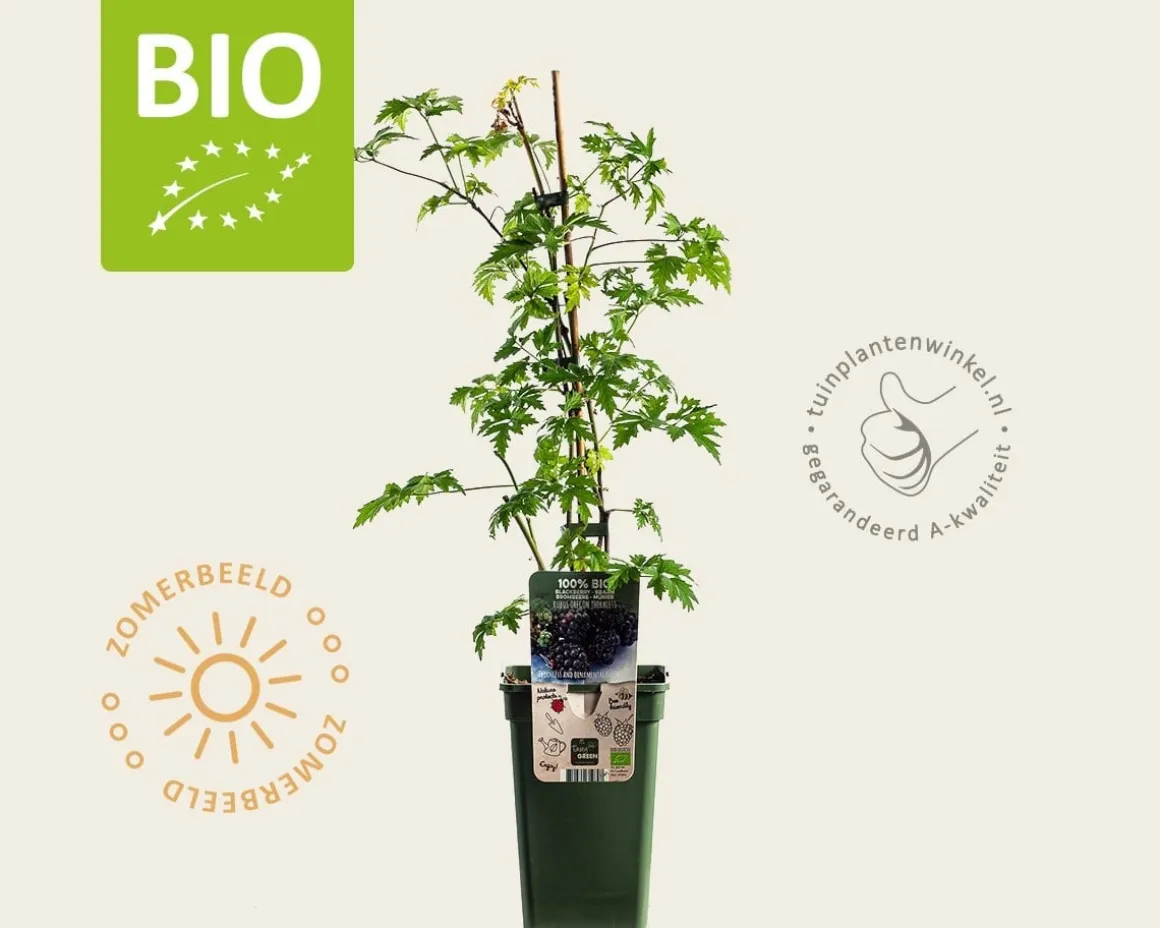 Rubus fruticosus 'Thornless Evergreen' - BIO