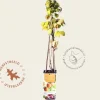 Rubus idaeus 'Fallgold'