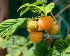 Rubus idaeus 'Fallgold'