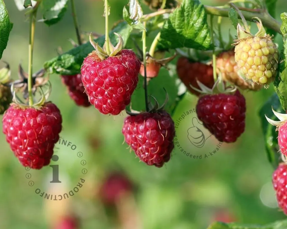 Rubus idaeus 'Heritage'