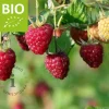 Rubus idaeus 'Heritage' - BIO