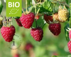 Rubus idaeus 'Heritage' - BIO