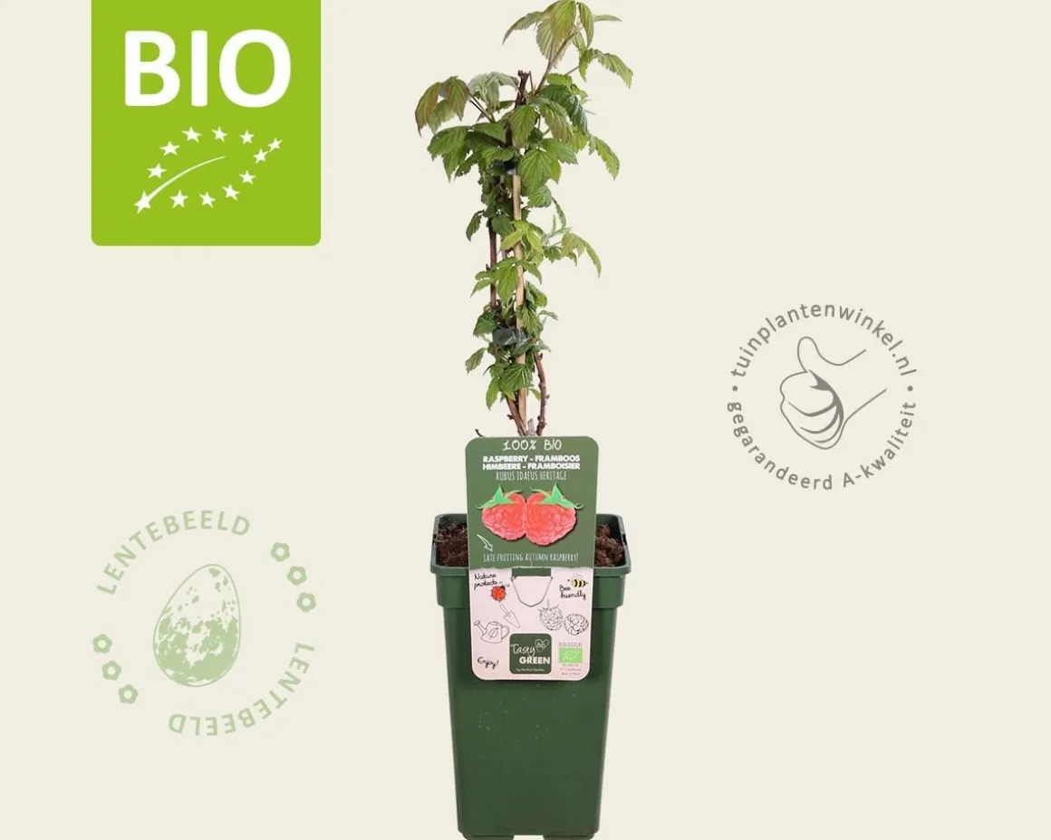 Rubus idaeus 'Heritage' - BIO