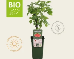 Rubus idaeus 'Heritage' - BIO