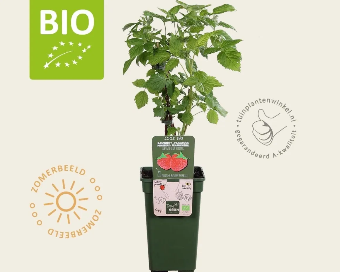 Rubus idaeus 'Heritage' - BIO
