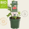 Rubus idaeus Lowberry 'Little Sweet Sister' - BIO