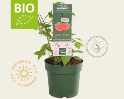 Rubus idaeus Lowberry 'Little Sweet Sister' - BIO