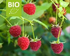 Rubus idaeus Lowberry 'Little Sweet Sister' - BIO