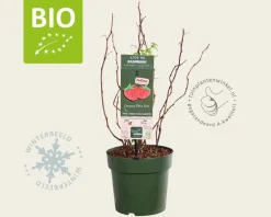 Rubus idaeus Lowberry 'Little Sweet Sister' - BIO