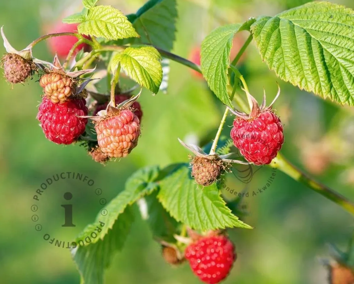 Rubus idaeus 'Malling Promise'