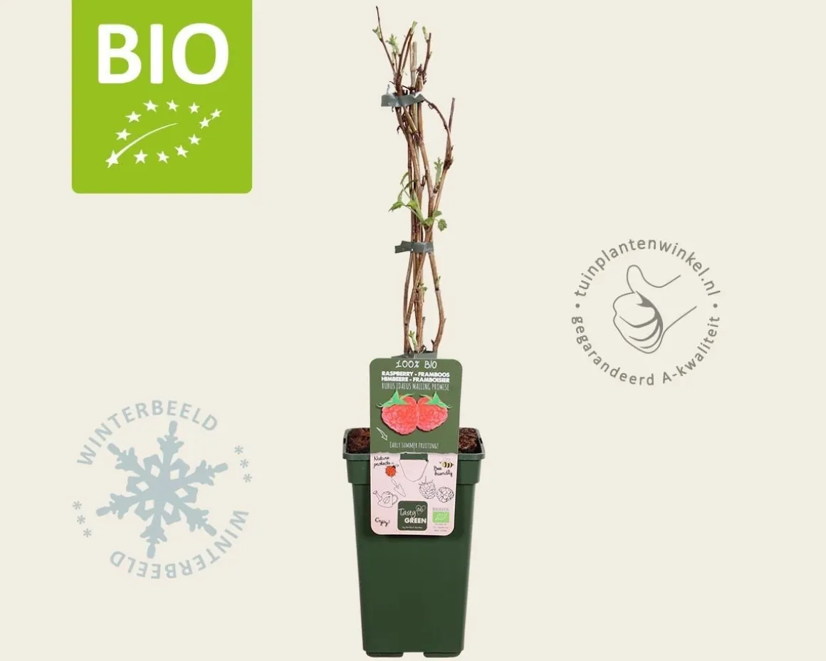 Rubus idaeus 'Malling Promise' - BIO