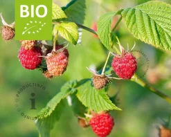 Rubus idaeus 'Malling Promise' - BIO
