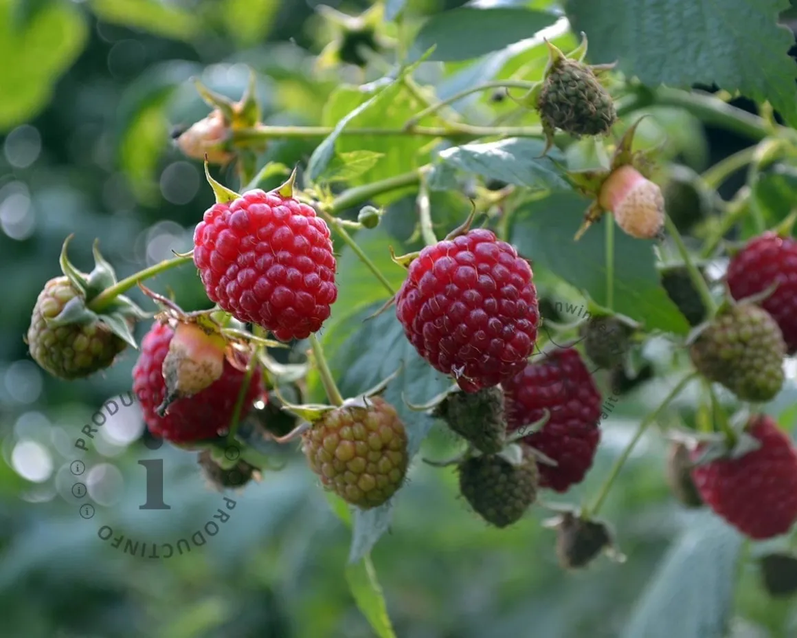 Rubus idaeus 'Schönemann'