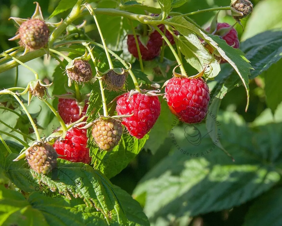 Rubus idaeus 'Tulameen'
