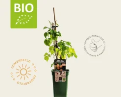 Rubus idaeus Twotimer 'Sugana Yellow' - BIO
