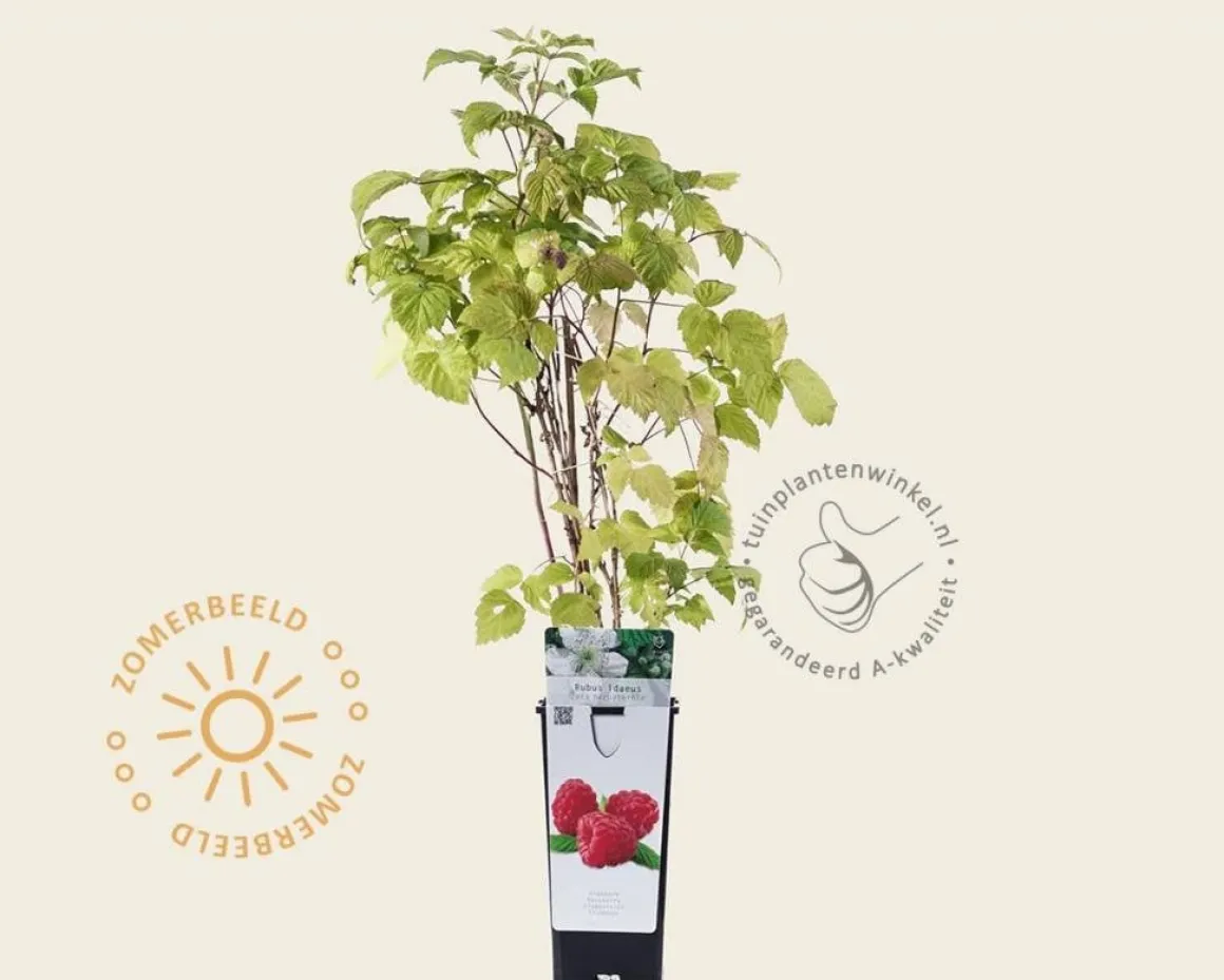Rubus idaeus 'Zefa Herbsternte'