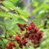 Rubus phoenicolasius
