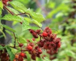 Rubus phoenicolasius