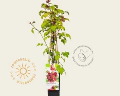Rubus phoenicolasius