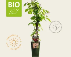 Rubus phoenicolasius - BIO