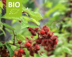 Rubus phoenicolasius - BIO