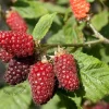Rubus 'Tayberry'