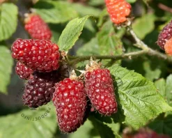 Rubus 'Tayberry'