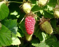 Rubus x loganobaccus (loganberry)